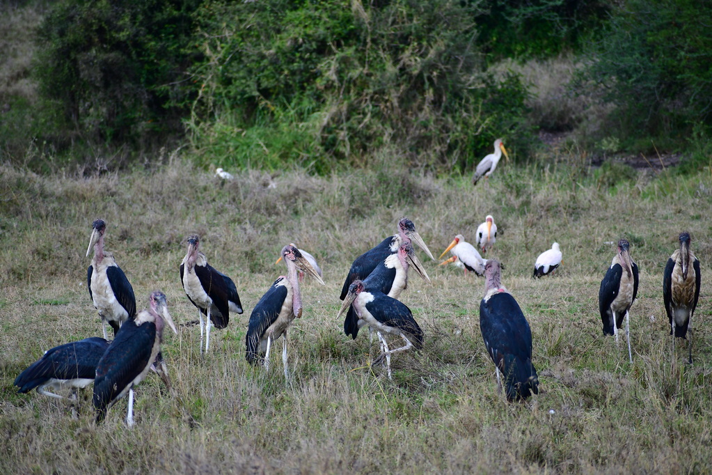 Nairobi National Park